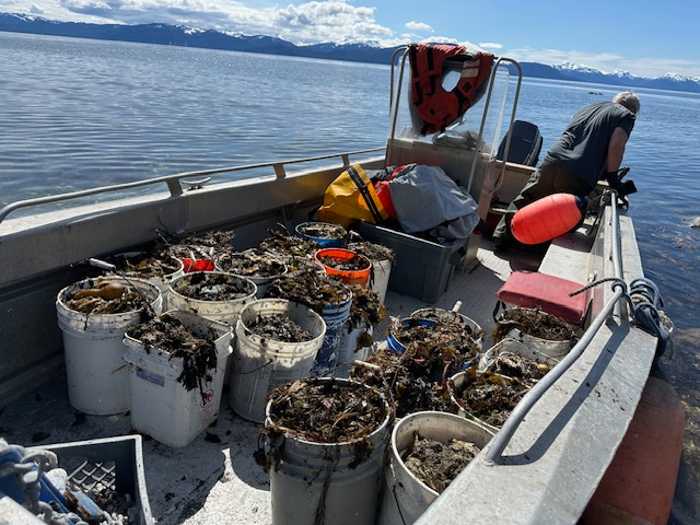 A trip to Pleasant Island to gather kelp for the garden.